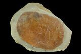 Fossil Leaf (Zizyphoides) - Montana #120775-1